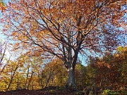 08 grande faggio in veste autunnale...